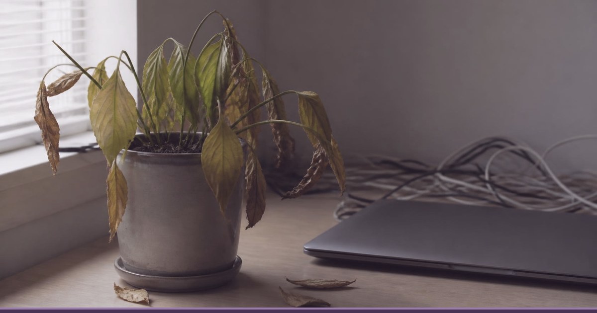 Wilting houseplant next to a closed laptop and tangled cables on a desk, a sign of a neglected WordPress site that needs maintenance